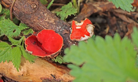 Praktikant gelingt Pilz-Erstnachweis
