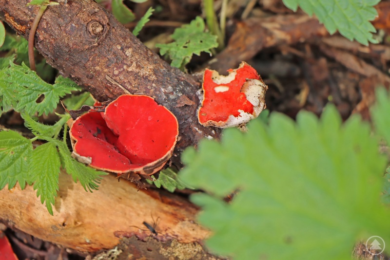 Vom Österreichischen Kelchbecherling gibt es nicht einmal zehn bekannte Fundorte im Bayerischen Wald. Erstmals liegt einer davon auch im Nationalpark.