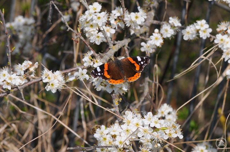 Auf den ersten blühenden Schlehenhecken lassen sich Admirale gerne auf der Suche nach Nahrung nieder. Ein Admiral sitzt mit ausgebreiteten Flügeln auf weißen Schlehenblüten zwischen blühenden Zweigen im frühen Frühling.