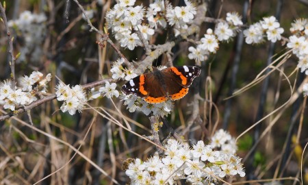 Jetzt die ersten Schmetterlinge des Jahres melden
