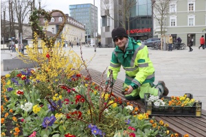 Frühjahrspflanzung in der Stadt Passau