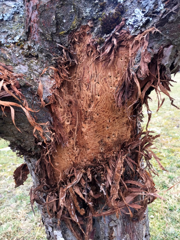 Aufgeplatzte Rinde, Bohrlöcher durch den Käferfraß, die Spuren des Obstsplintkäfers sind deutlich zu erkennen.