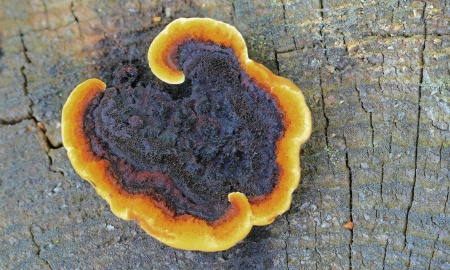 Der „Zaunblättling“