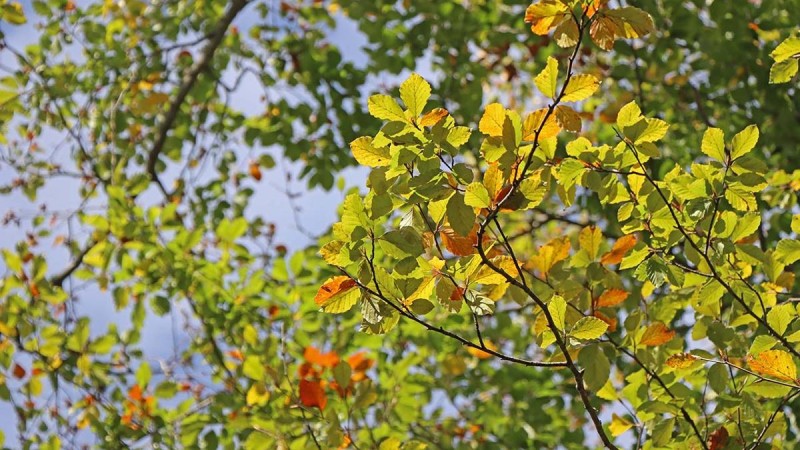 Flyer/Grafik zum Event: Glasperlen und Waldgeheimnisse am Sa., 07.06.2025 - Sa., 19.07.2025