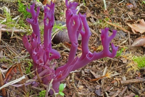 Urzeitliche Wiesenkoralle am Nationalpark entdeckt