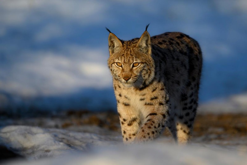 Flyer/Grafik zum Event: Zu Luchs, Wolf und Elch am Mi., 16.07.2025 - Sa., 27.12.2025