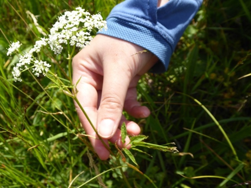 Eine Hand greift nach einer weißen Wildblume in einer grünen Wiese. Die Person trägt ein blaues Oberteil, und die Szene wirkt sonnig und natürlich.