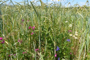 Ackerwildkräuter gesucht: Wettbewerb für Landwirte in Niederbayern