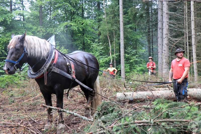 Rückepferd Bubi unterstützt das Borkenkäfermanagement in der Randzone des Nationalparks. Der fünf Jahre alte Deckhengst und sein Besitzer Siegfried Stangl sind trotz weniger Einsätze schon ein eingespieltes Team.