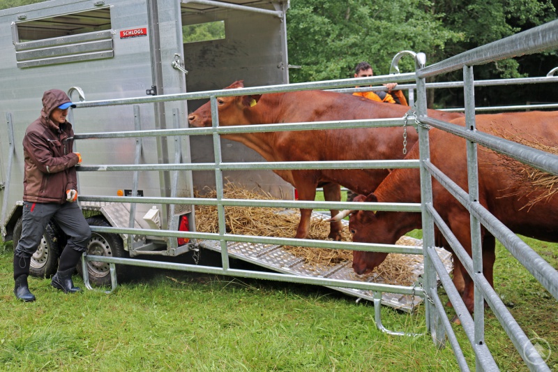 Die Rinder standen zuvor auf der Weide in Kreuzstraßl, wurden von den Mitarbeitern des Nationalparks auf Hänger geladen und von dort aus auf den Ruckowitzschachten gebracht.