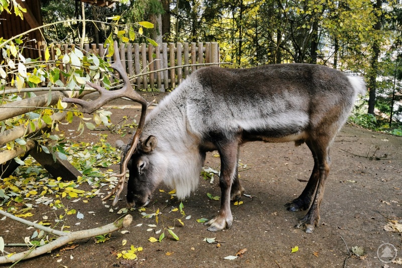 Der Tierpark Lohberg ist ein beliebtes Ausflugsziel für Alt und Jung.