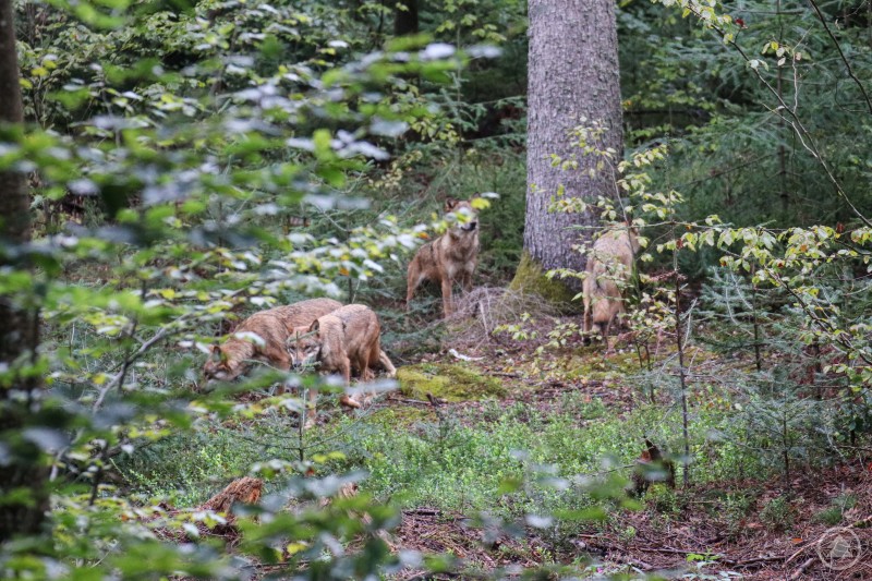 Vier Wolfsbrüder aus dem Tierpark Wiesbaden sind nun in das große Gehege des Tier-Freigeländes in Ludwigsthal umgezogen