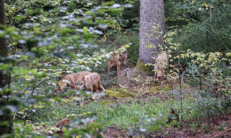 Am Haus zur Wildnis sind wieder Wölfe zu sehen