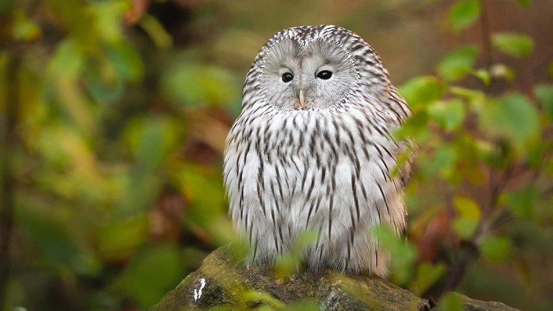 Flyer/Grafik zum Event: Zu Bär, Otter und Eulen am Fr., 15.03.2024 - Fr., 08.08.2025