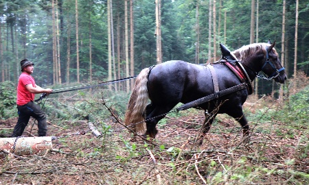 Echte Pferdestärken helfen beim Borkenkäfermanagement