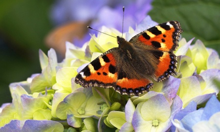 Juniwetter 2023 im Bayerwald