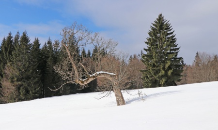 Vom Glashüttenwald zum Urwald