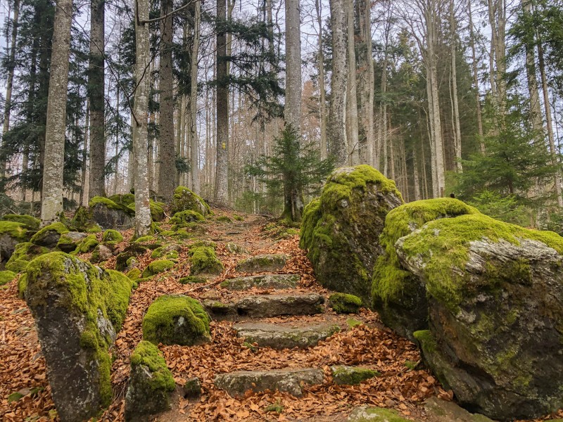 Flyer/Grafik zum Event: Ökumenisches Waldgeflüster am Mo., 14.04.2025 ab 10:00 Uhr