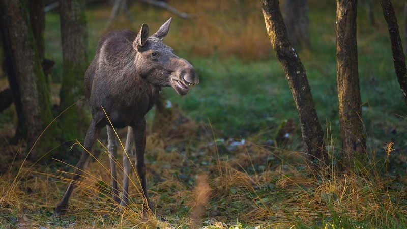 Flyer/Grafik zum Event: Zu Luchs, Wolf und Elch am Mi., 13.03.2024 - So., 10.08.2025