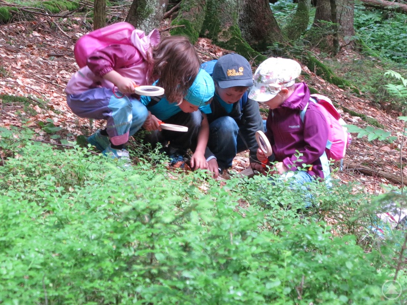Den Wald mit allen Sinnen spüren können die Kinder beim Programm des Nationalparks in den Pfingstferien.