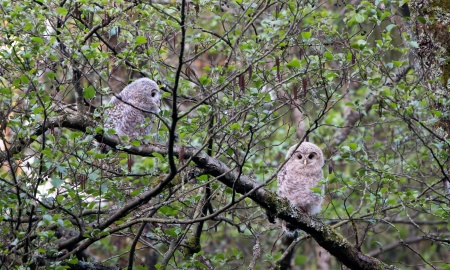 Habichtskäuze werden wieder „wilder“