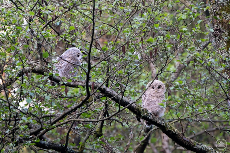 Bei einem Wiederansiedelungsprojekt im Naturpark Steinwald gab es dieses Jahr erstmals Habichtskauz-Nachwuchs, der erste außerhalb des Bayerischen Waldes.