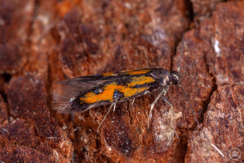 Der Nachtfalter Chrysoclista gabretica wurde weltweit erst viermal registriert – im Bayerwald gelang nun das erste Lebendfoto.