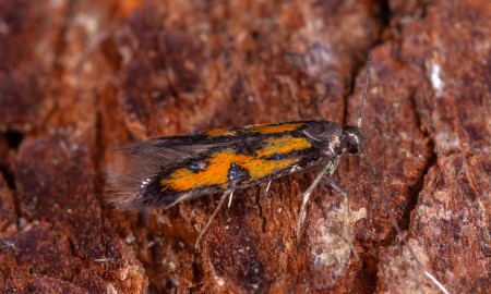 Seltener Falter lässt sich erstmals ablichten