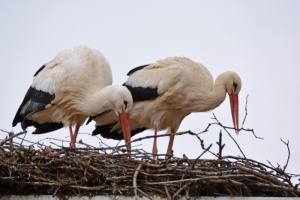 Den Störchen ins Nest geschaut