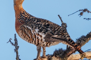 Den Tieren zuliebe: Kein Feuerwerk im Nationalpark