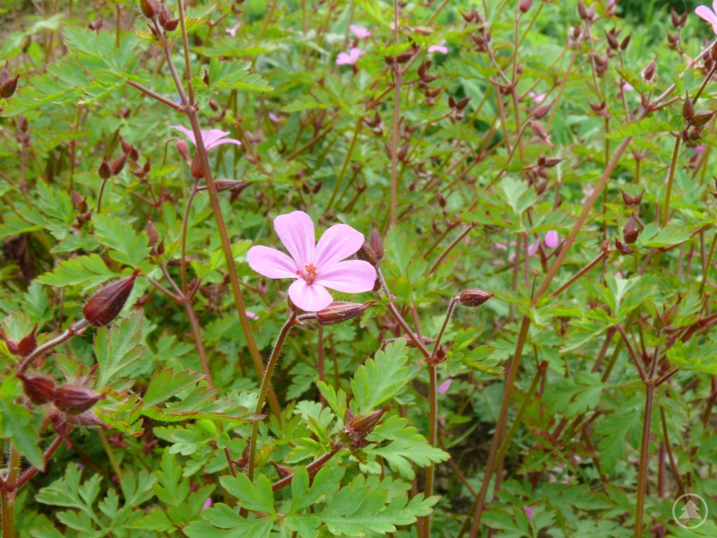 stinkender Storchenschnabel