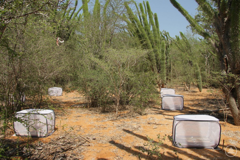 Die gleiche Versuchsanordnung wie im Bayerischen Wald fand man auch in Madagaskar