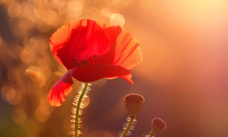 Roter Mohn- neuer Bild-Textband von Dr. Fritz Haselbeck