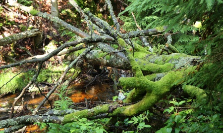 Dimensionen der Wildnis