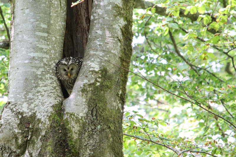 In einer 300-jährigen Urwaldbuche konnte der Nationalpark Bayerischer Wald in diesem Jahr erneut freilebenden Habichtskauz-Nachwuchs feststellen.