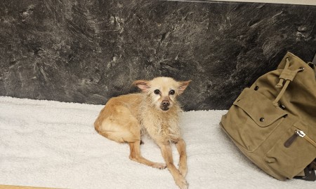 Ein Blick hinter die Kulissen im Tierheim Schwandorf