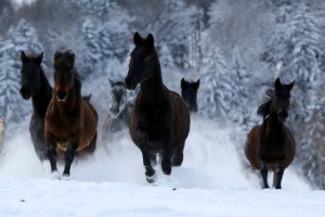 Kabardiner-Gestüt Gruselsberg