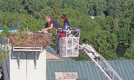 Storchennachwuchs trägt nun Ringe