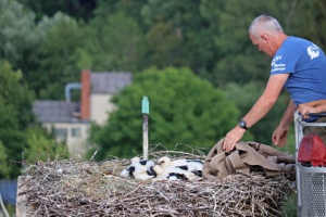 Jungstörche haben jetzt einen Fingerabdruck