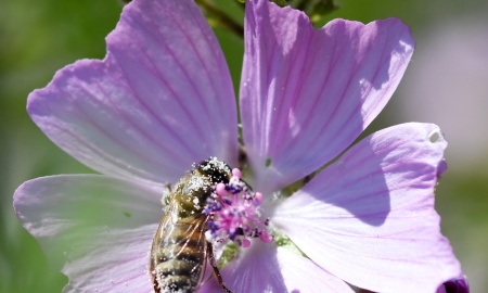 Infoveranstaltung „Imkerei und Landwirtschaft – gemeinsame Wege“