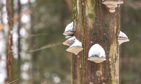 Durch die wilde Höllbachschlucht
