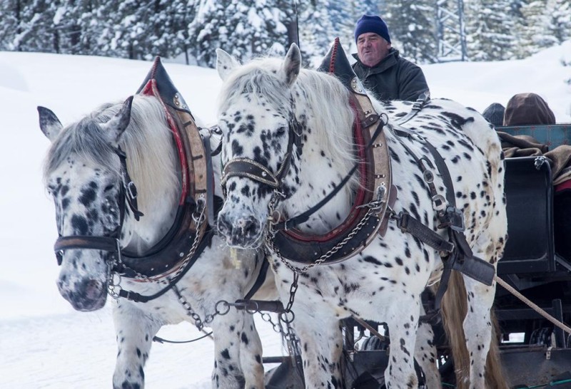 Flyer/Grafik zum Event: Pferdekutschenfahrt am Sa., 01.11.2025