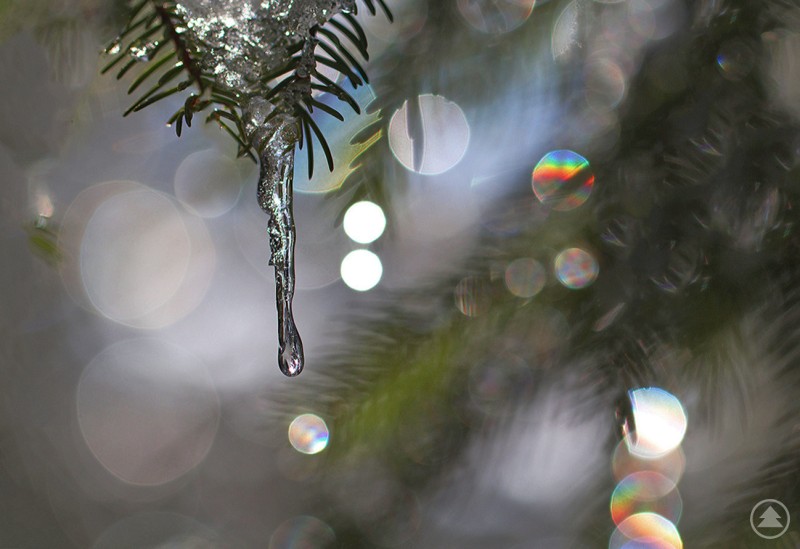 Bild von Obergrainet, am Waldrand Ein kleiner Eiszapfen der tropft