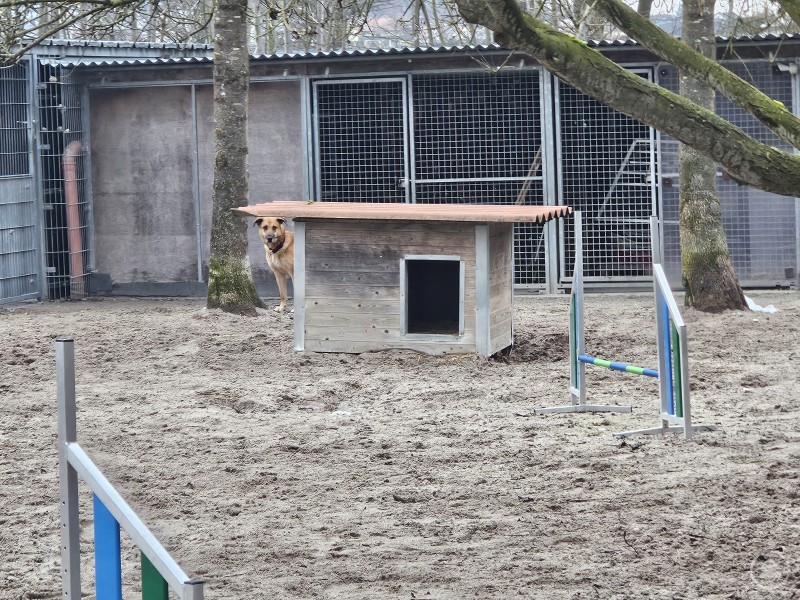 Ein Hund steht vorsichtig hinter einer kleinen Holzh&uuml;tte auf einem eingez&auml;unten Gel&auml;nde. Im Vordergrund sind Hindernisse f&uuml;r Hundetraining zu sehen, und ein Hinweistext beschreibt, dass die H&uuml;ndin noch zur&uuml;ckhaltend gegen&uuml;ber Besuchern ist.