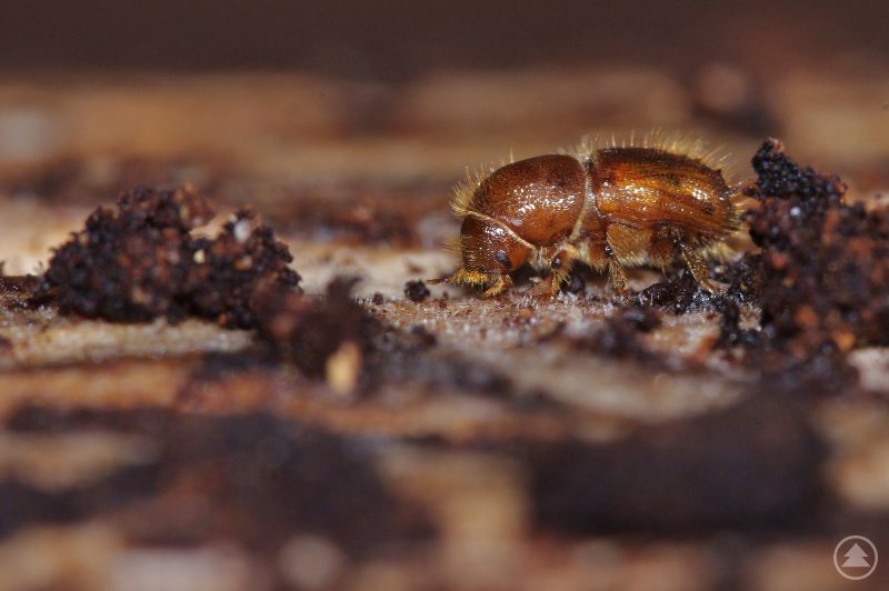 Der häufigste Borkenkäfer im Nationalpark Bayerischer Wald ist der Buchdrucker, der Fichten befällt.