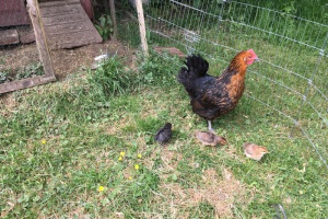 Bio-Landwirtschaft macht Sinn