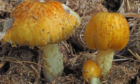 Zwei neue Pilzarten im Nationalpark