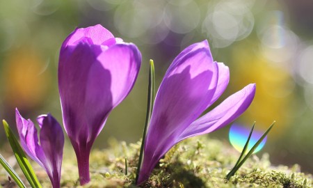 Erster Frühling kündigt sich an!