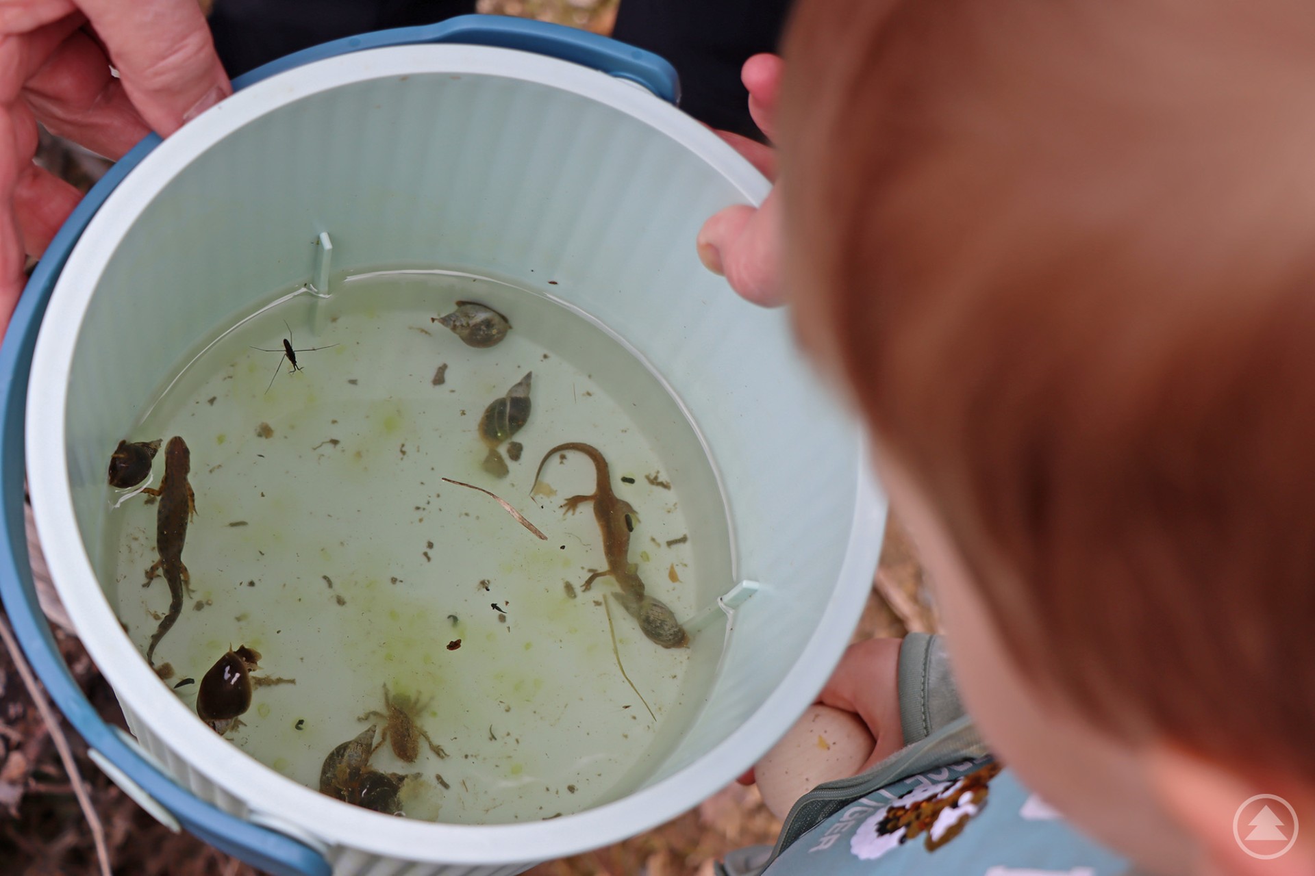 Amphibien und Co. zogen die samstäglichen Besucher an die neu angelegten Feuchtlebensräume unterhalb des Jugendwaldheims. Auf dem Bild ist ein Eimer mit Wasser zu sehen, in dem sich verschiedene kleine Wasserlebewesen befinden. Darunter sind mindestens zwei Molche, mehrere Schnecken und ein Wasserläufer, der auf der Wasseroberfläche steht. Ein Kind blickt neugierig in den Eimer