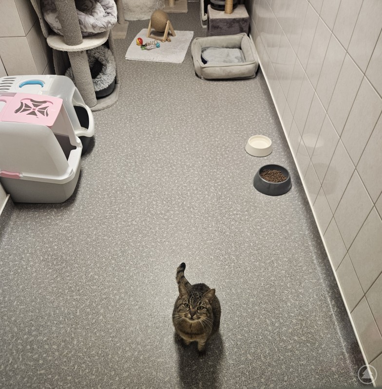 Eine Katze sitzt auf dem Boden eines sauberen Innenraums und schaut nach oben. Im Raum sind ein Katzenklo, Futtern&auml;pfe, ein K&ouml;rbchen, ein Kratzbaum und Spielzeug zu sehen.